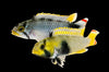Apistogramma pandurini XL