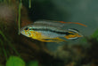 Apistogramma agaasizi 
