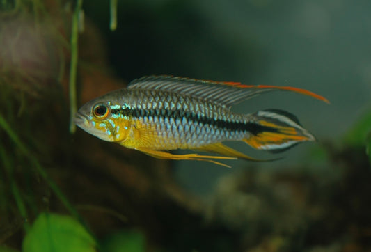 Apistogramma agaasizi "Alenquer" (Pair)