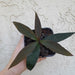 Ardisia sp. black