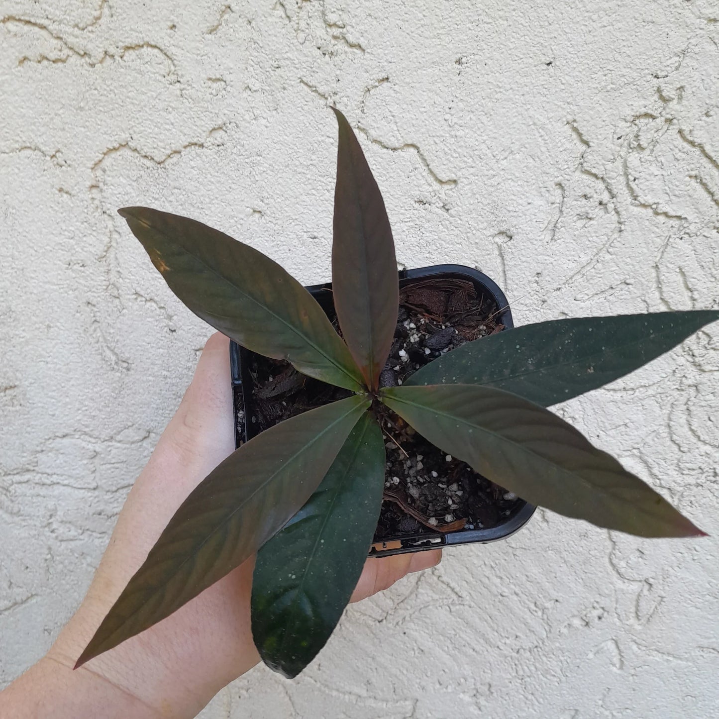 Ardisia sp. black