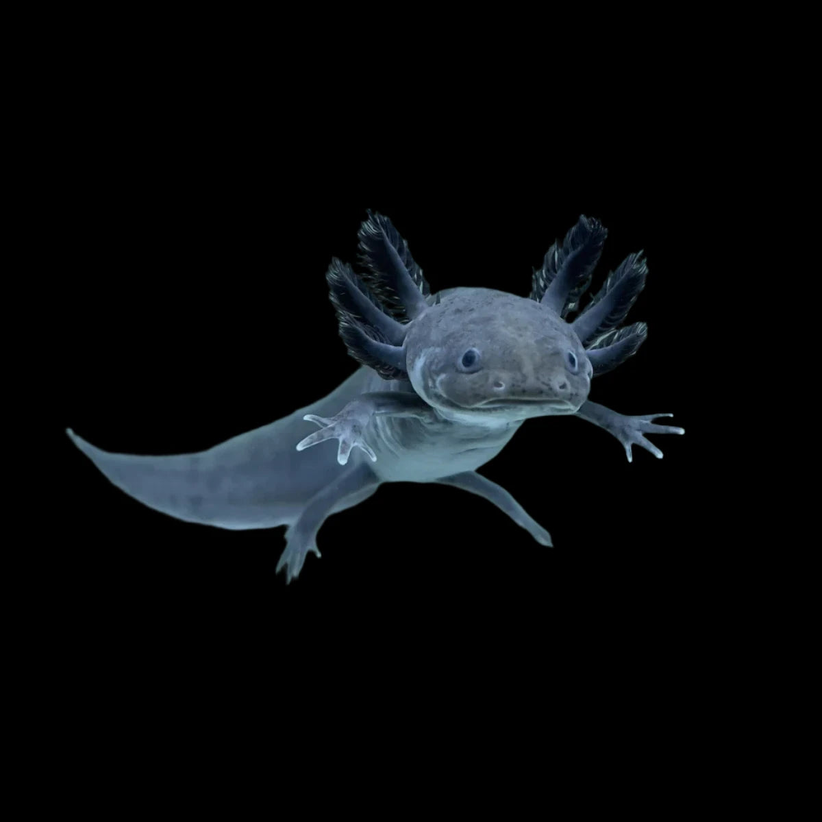 Axolotl Black Melanoid 4"