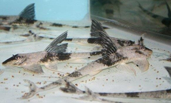 Panda Whiptail