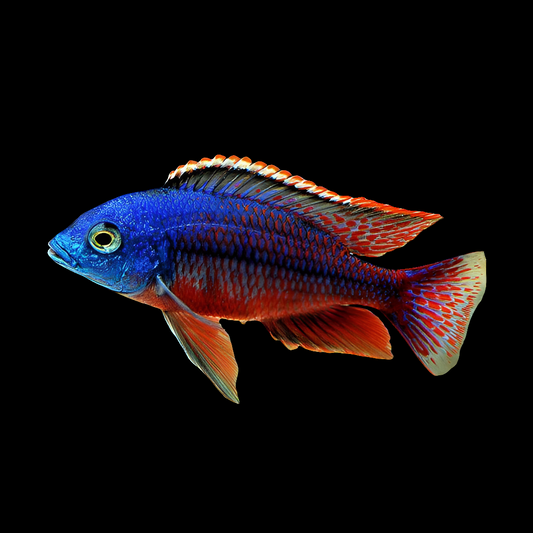 Red Empress Cichlid 3"+