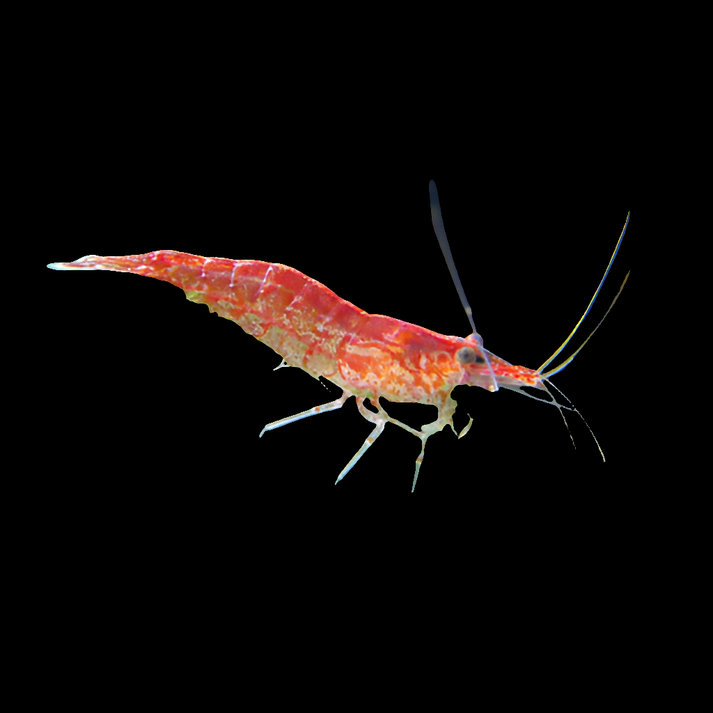 Cherry Red Shrimp Import (Pair)