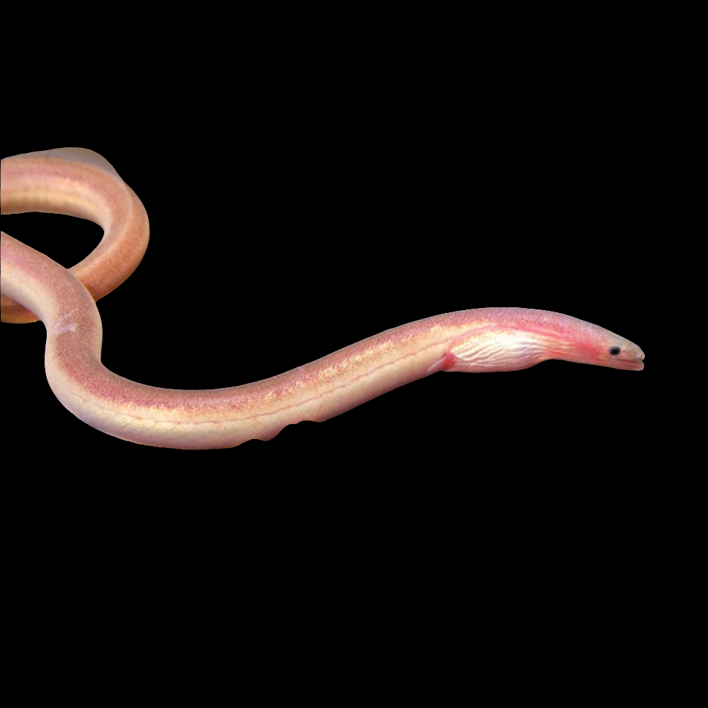 Pink Paddletail Eel