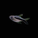 Balloon Hockey Stick Tetra Thayeria boehlkei showing black hook stripe into the tail, in a planted aquarium