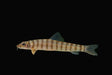 Ring Loach 2inch (Pair)
