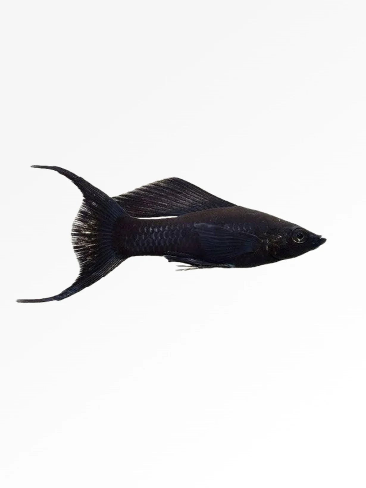 Baloon Molly Lyretail (Pair)