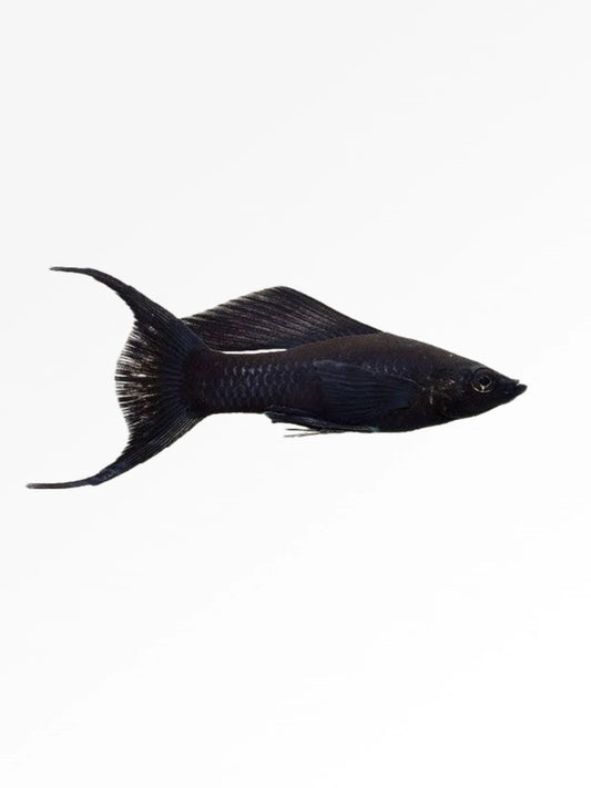 Baloon Molly Lyretail (Pair)