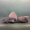 Black Veil Tail Bristlenose 1.5-1.75inch