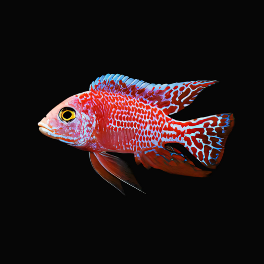 Strawberry Cichlid Blackeye 4"
