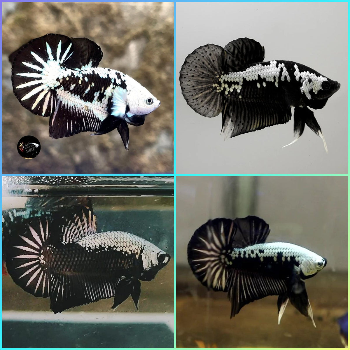 Black Samurai Plakat Betta (Import)