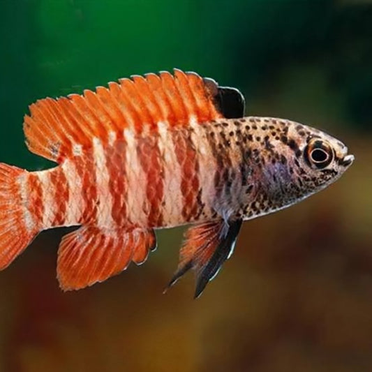 Black Tiger Badis (Pair)