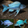 Blue Featherfin Cichlid 4-5cm