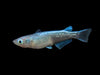 files/blue.medaka.ricefish.best4pets.in.webp