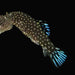 Blue Tail hillstream Gastromyzon ornaticauda