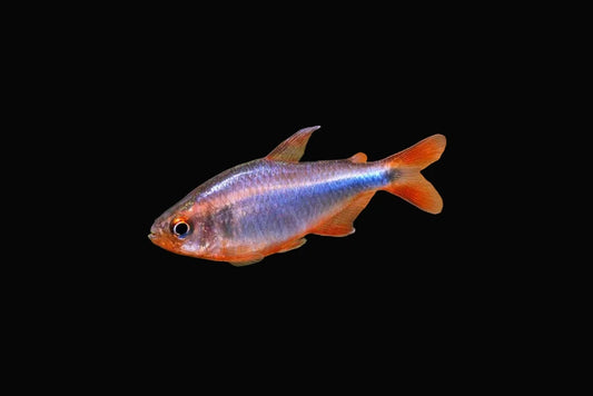 BlueBerry Tetra (Pair)