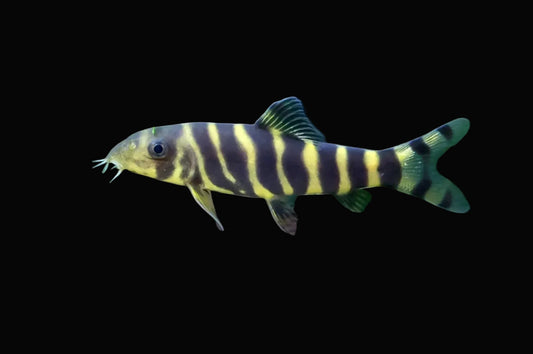 Queen Loach / Bengal Loach