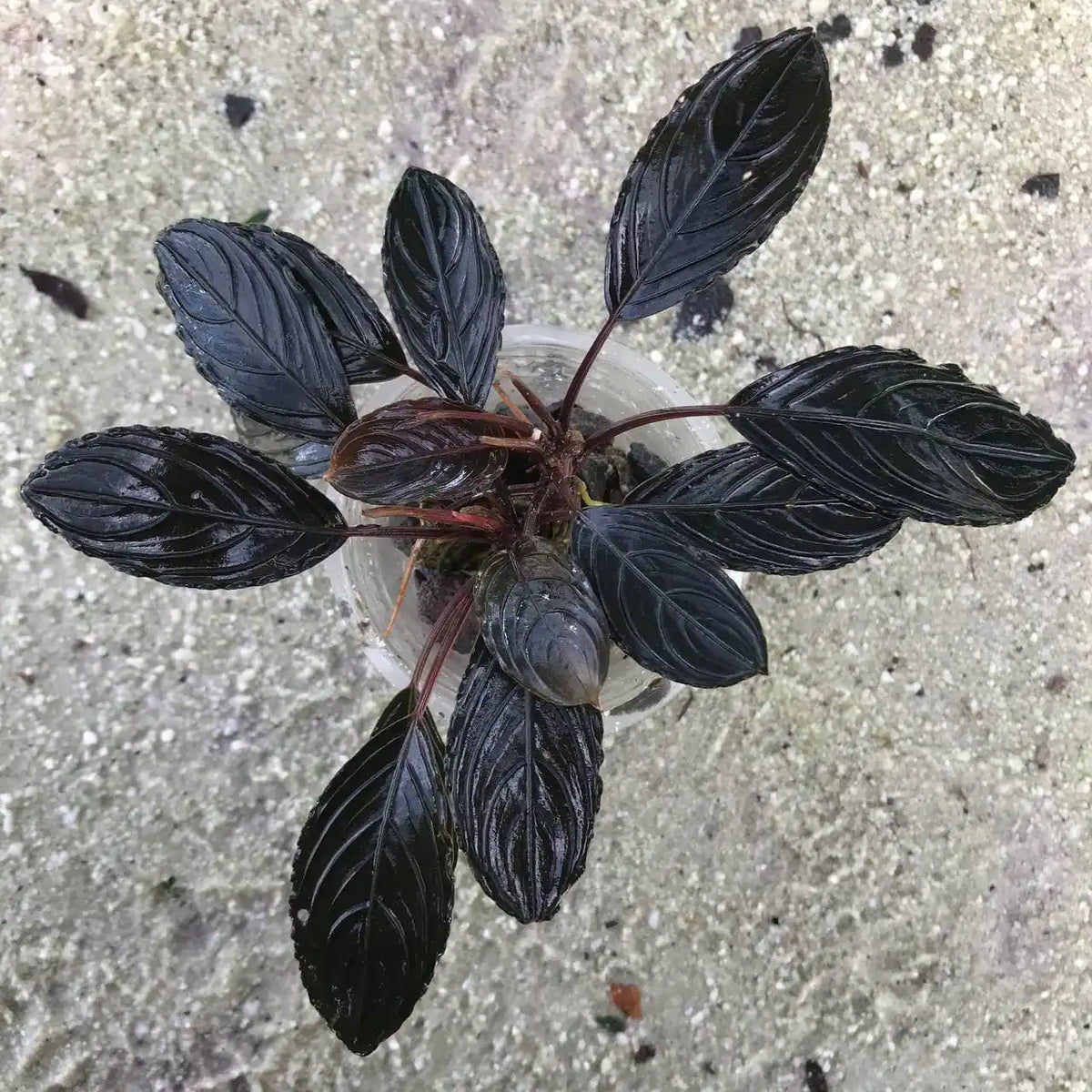Bucephalandra Dark Skeleton King/Dark Achilles
