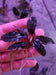 Bucephalandra Elegant Blue Rhizome