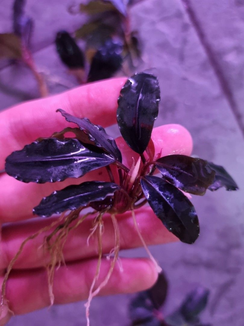 Bucephalandra Elegant Blue Rhizome