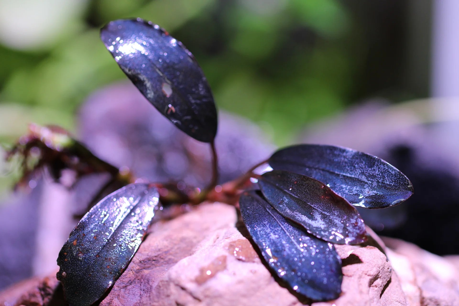 Bucephalandra sp. Deep purple AZ1011-XX