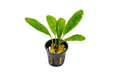 Bucephalandra Green Skeleton King