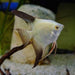 Bulgarian Seal Point Angel Fish