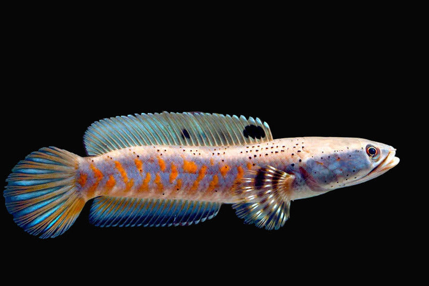Channa pulchra
