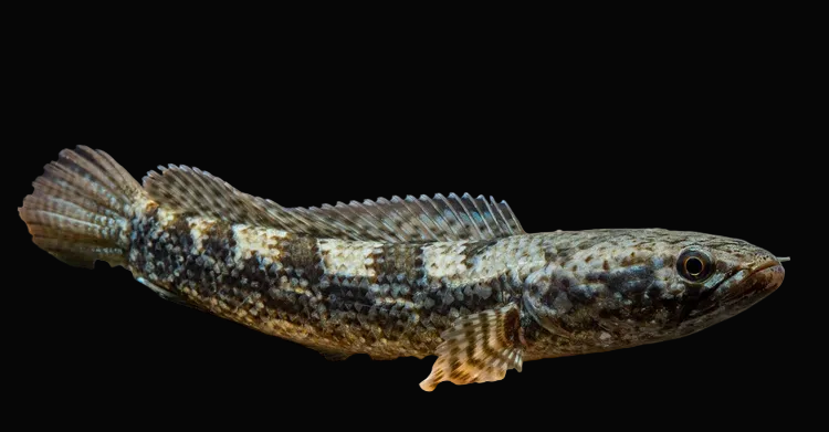 Channa sp. "Five stripe"