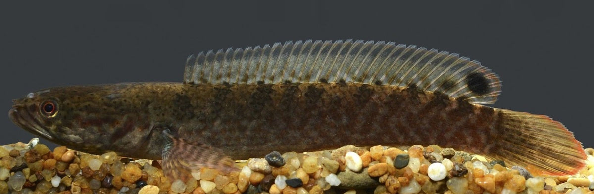 Channa gachua (Assam), 3"-4"