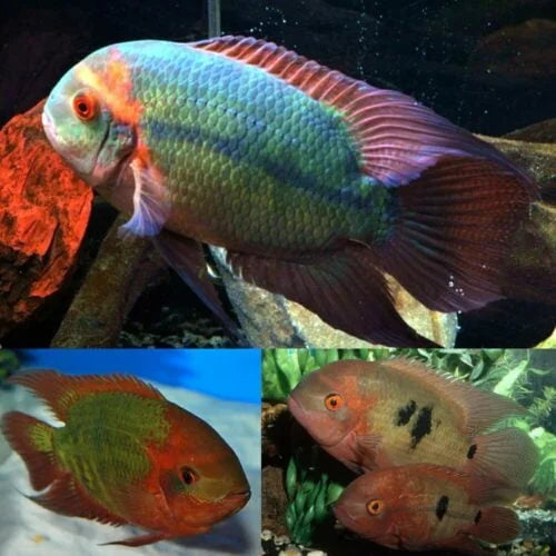 Chocolate cichlid Jumbo