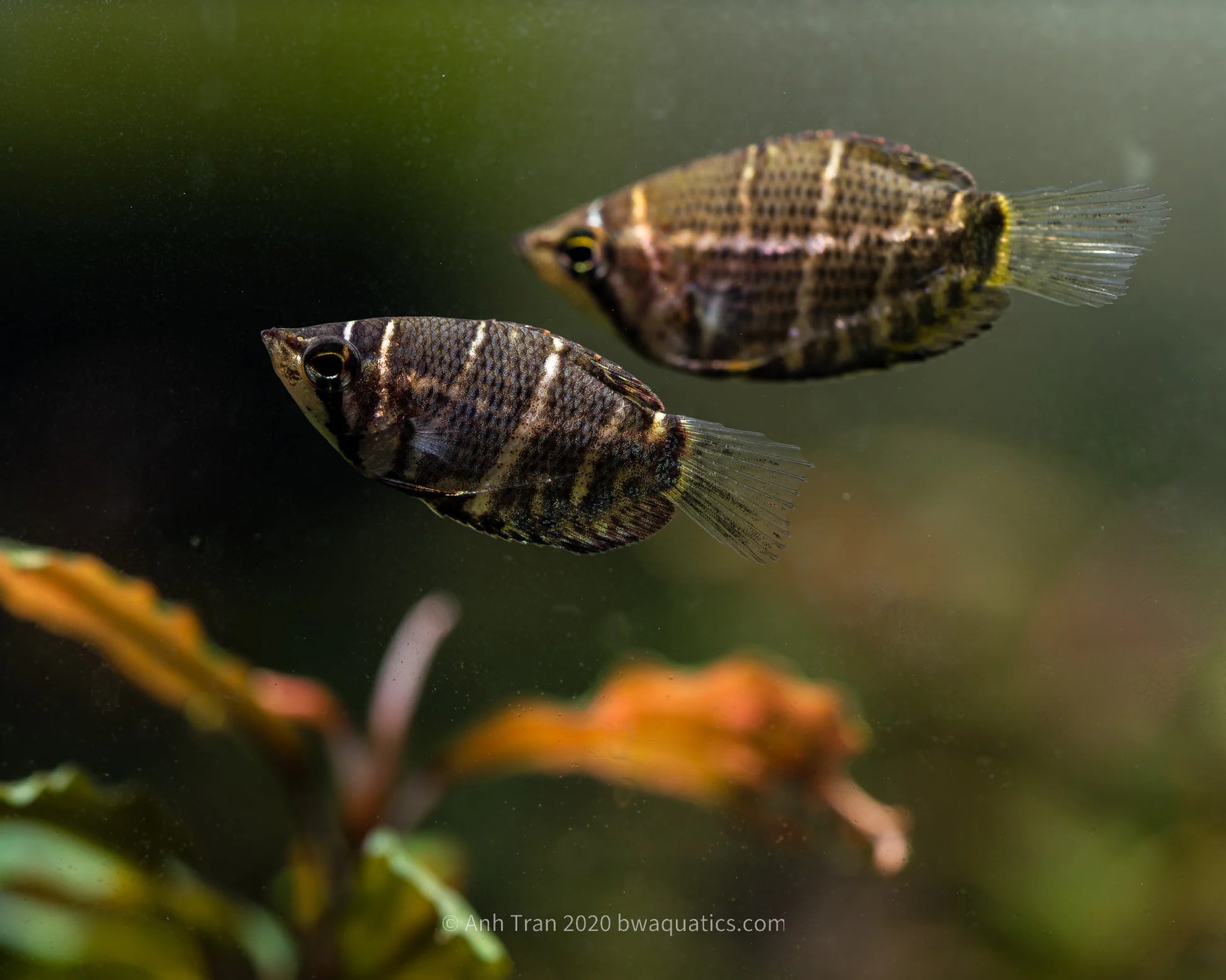 Chocolate Gourami Best4Pets