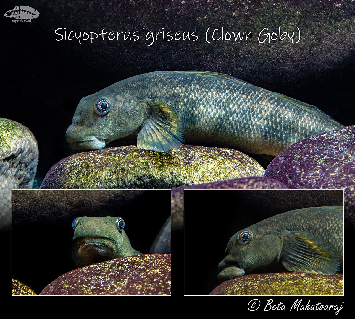 Clown Goby