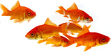 Sarasa Comet Goldfish 4.5