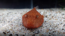 Potato Head Puffer **Super Rare**