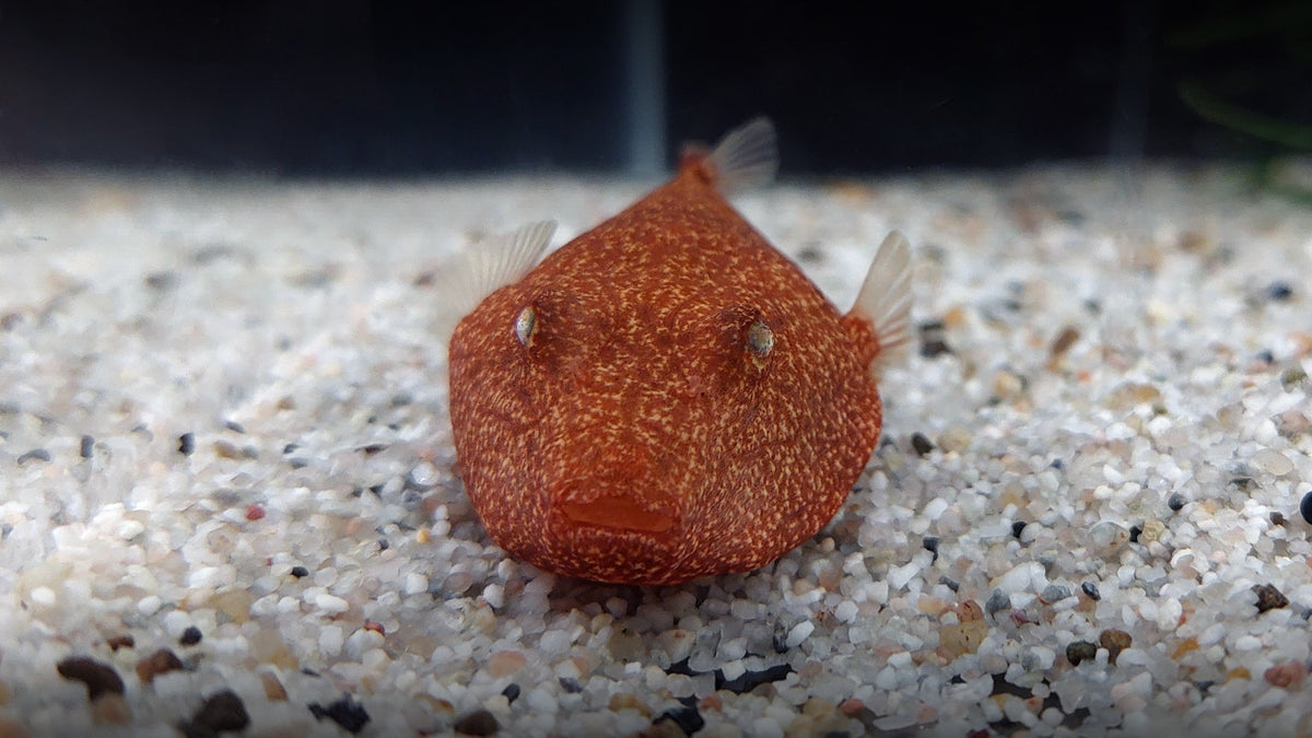 Potato Head Puffer **Super Rare**