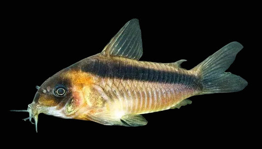 Rust Cory (Corydoras rabauti)