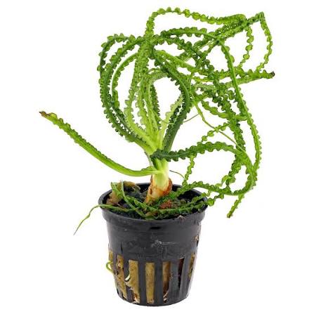 Title: African Onion Plant (Crinum calamistratum)