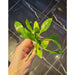 Cryptocoryne lingua