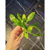 Cryptocoryne lingua