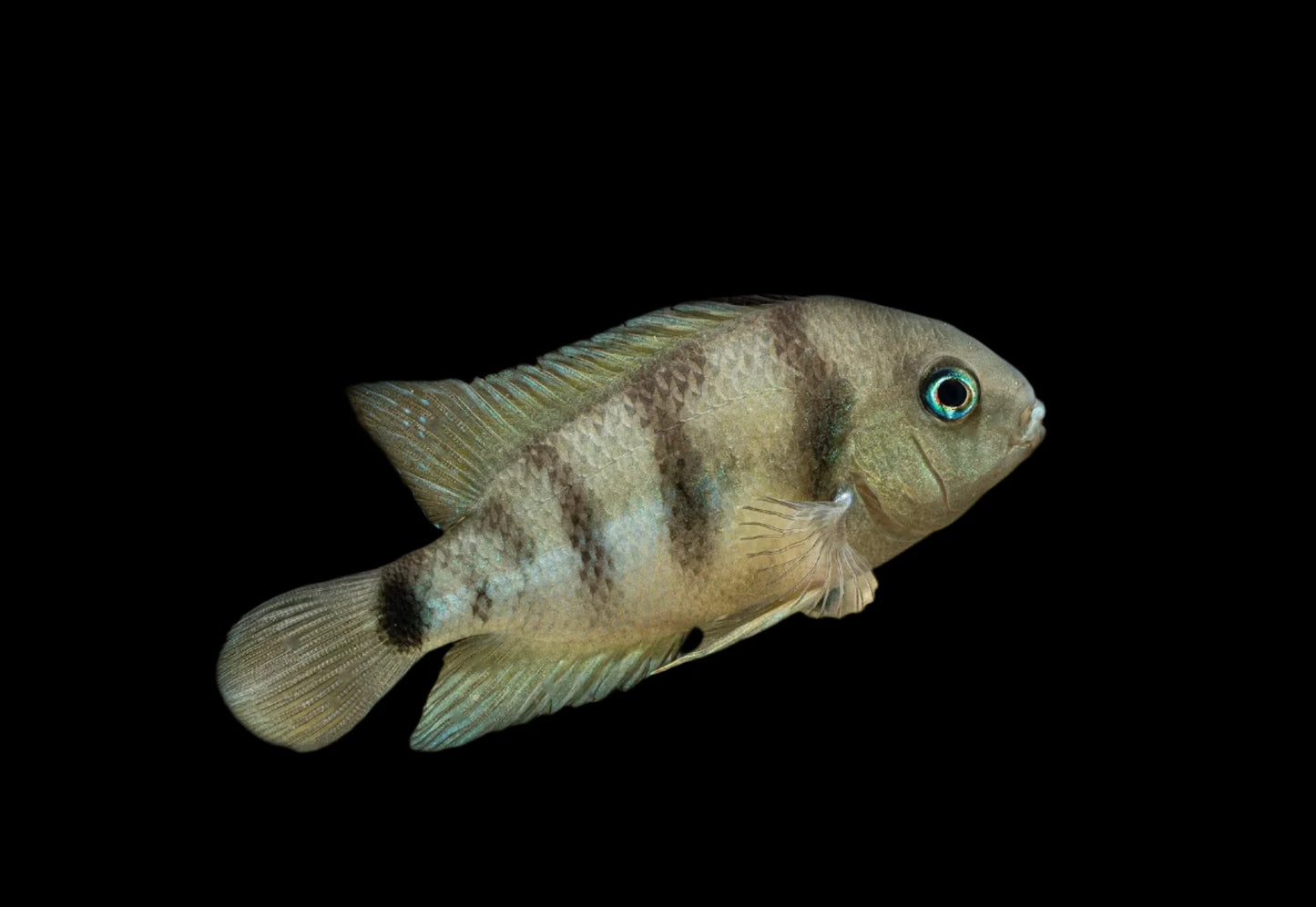 Cutter's Blue Eye Cichlid 2inch (Pair)