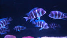 Cyphotilapia gibberosa 