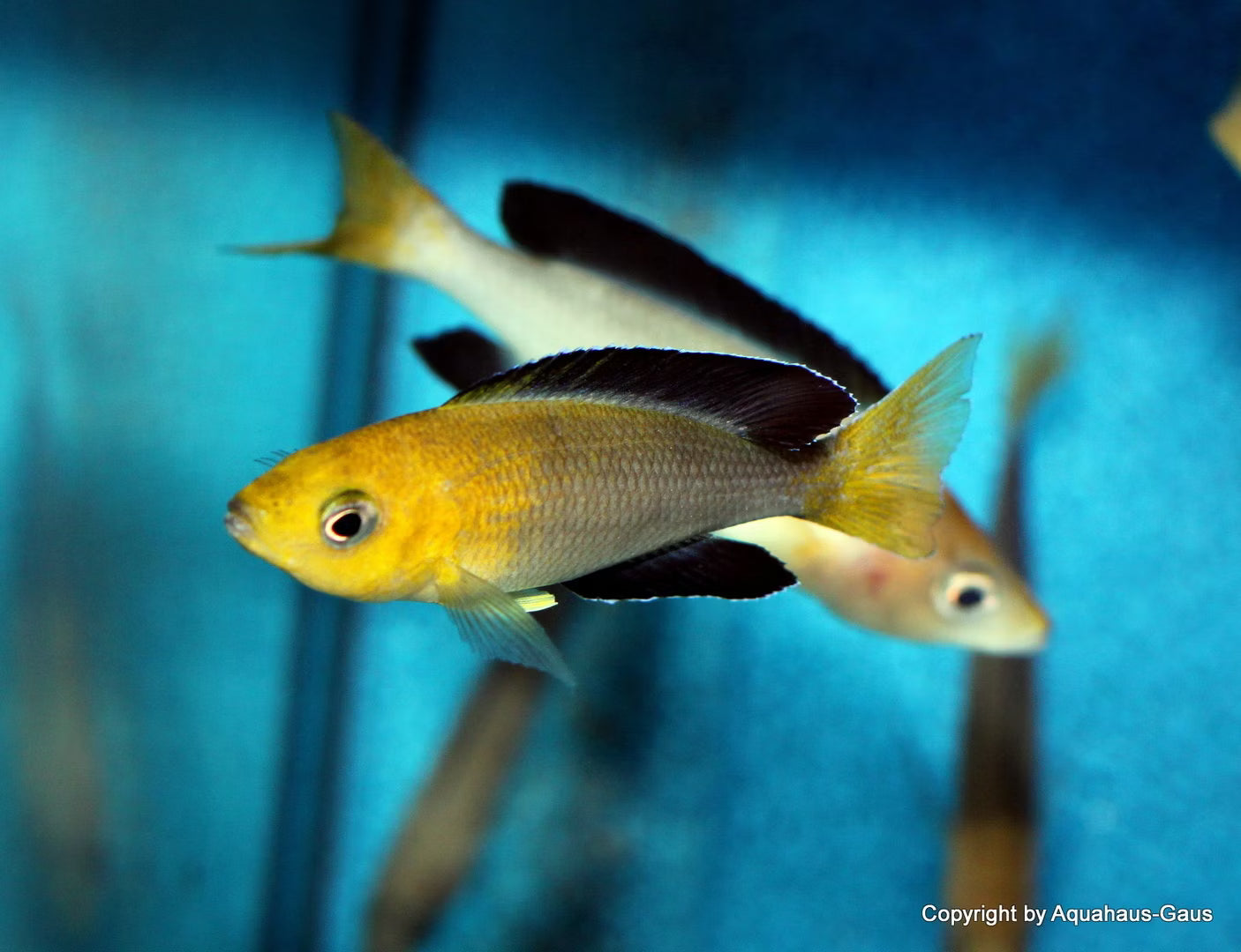 Cyprochromis leptosoma "Tri-Colour" 2inch
