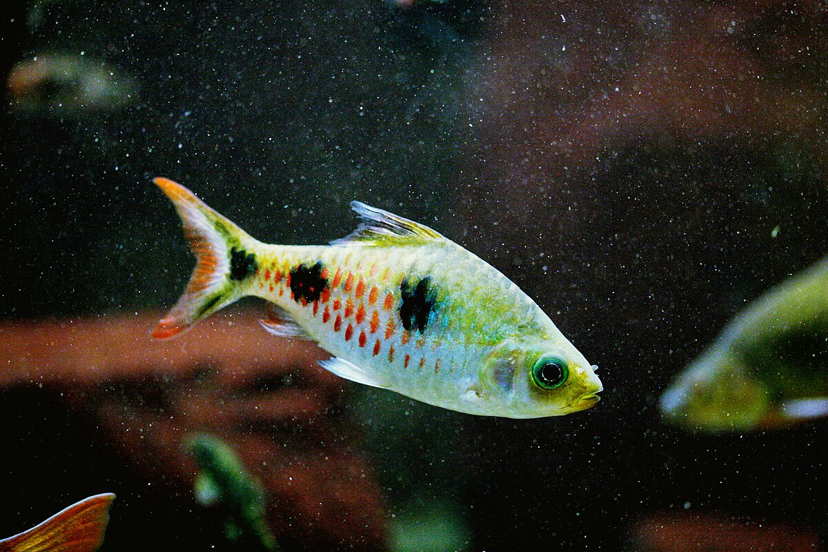 Dawkinsia rubrotinctus 2.5"