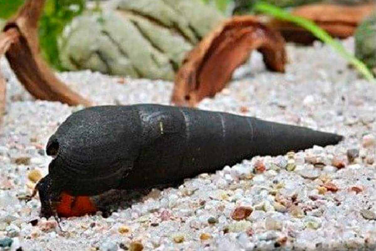 Black Devil Spike Snail
