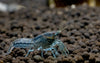 files/dwarf.blue.crayfish.best4pets.in.webp