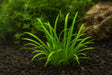 Echinodorus tenellus