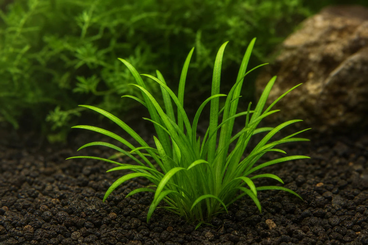 Echinodorus tenellus